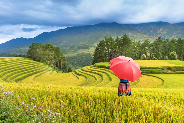 Terraced rice filed